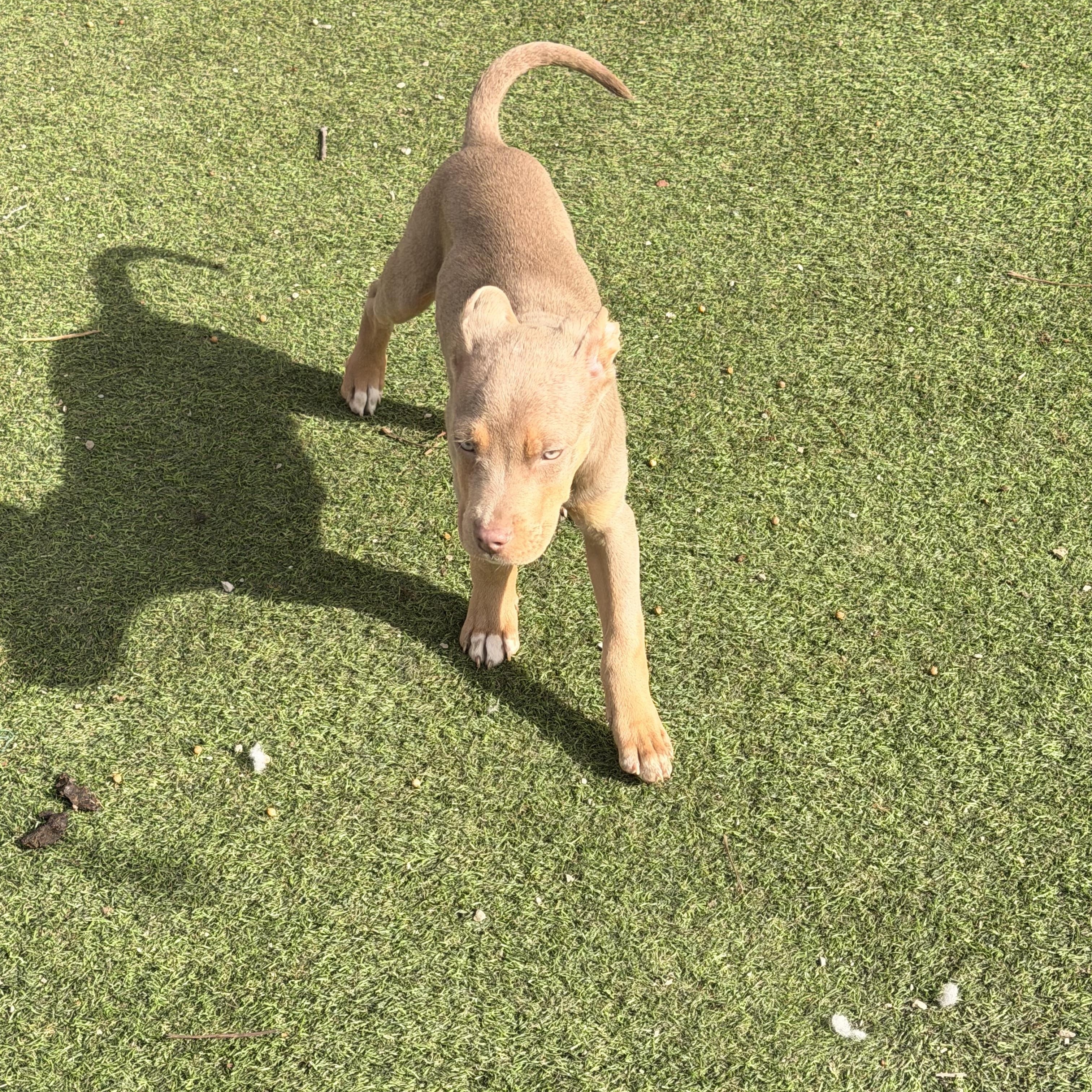 Enlarge Pecan, a ADOPTABLE mixed breed in Wilmington, IL image 5/5