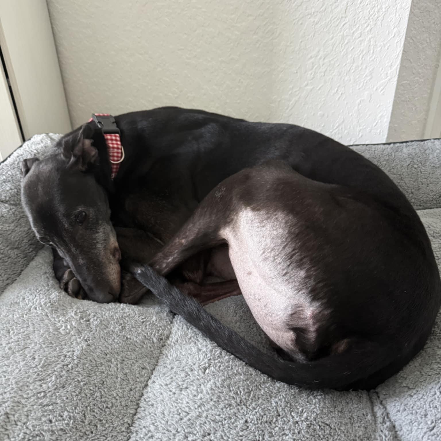 Enlarge Greenys Magic (Hunter), a ADOPTABLE Greyhound in North Port, FL image 2/4