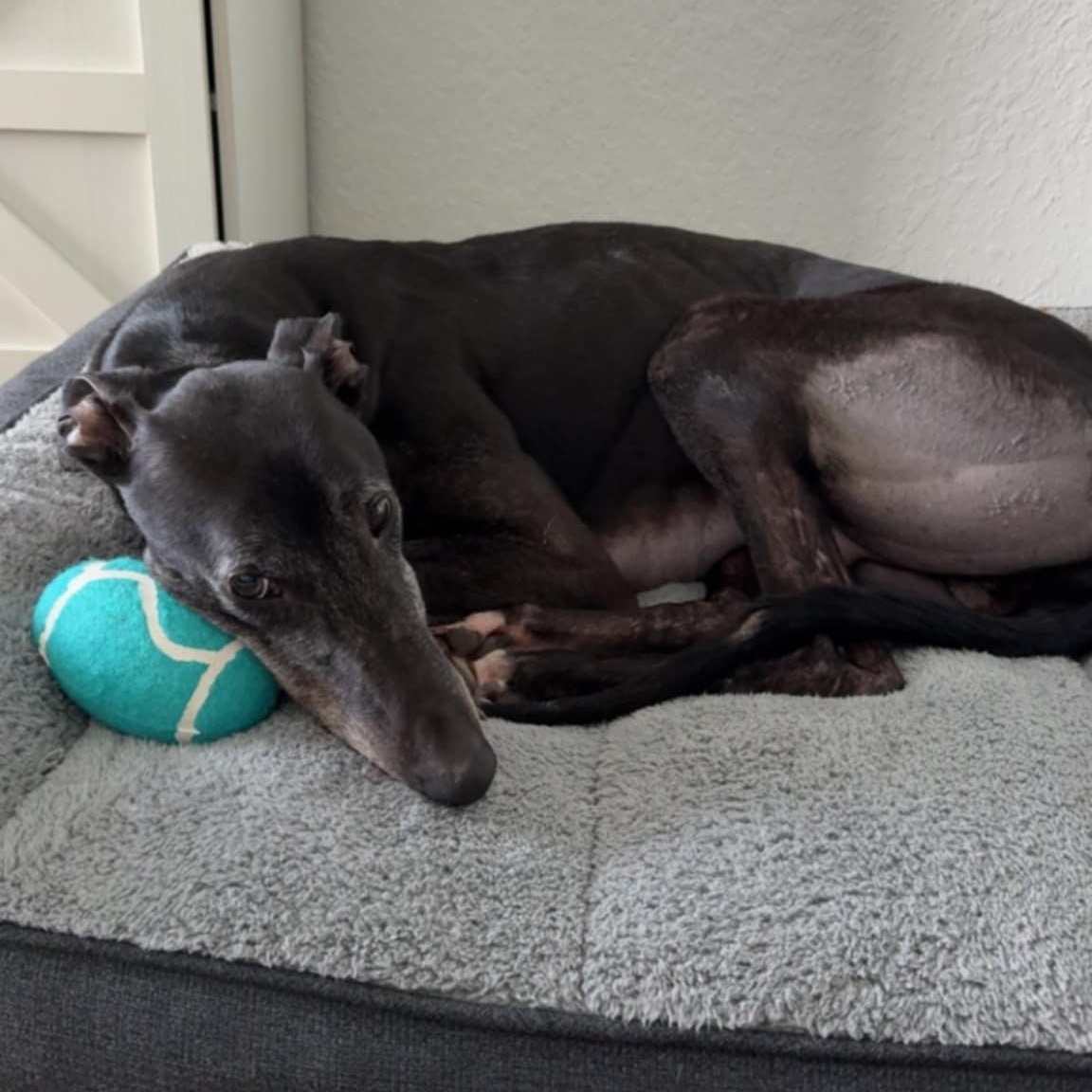 Enlarge Greenys Magic (Hunter), a ADOPTABLE Greyhound in North Port, FL image 4/4