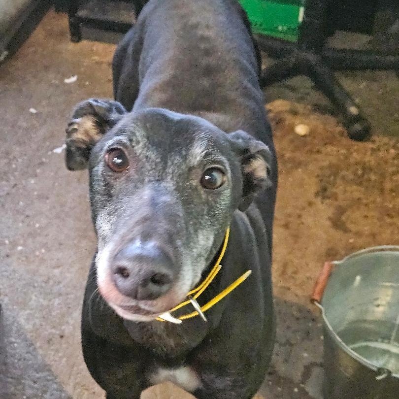 Enlarge Greenys Magic (Hunter), a ADOPTABLE Greyhound in North Port, FL image 3/4