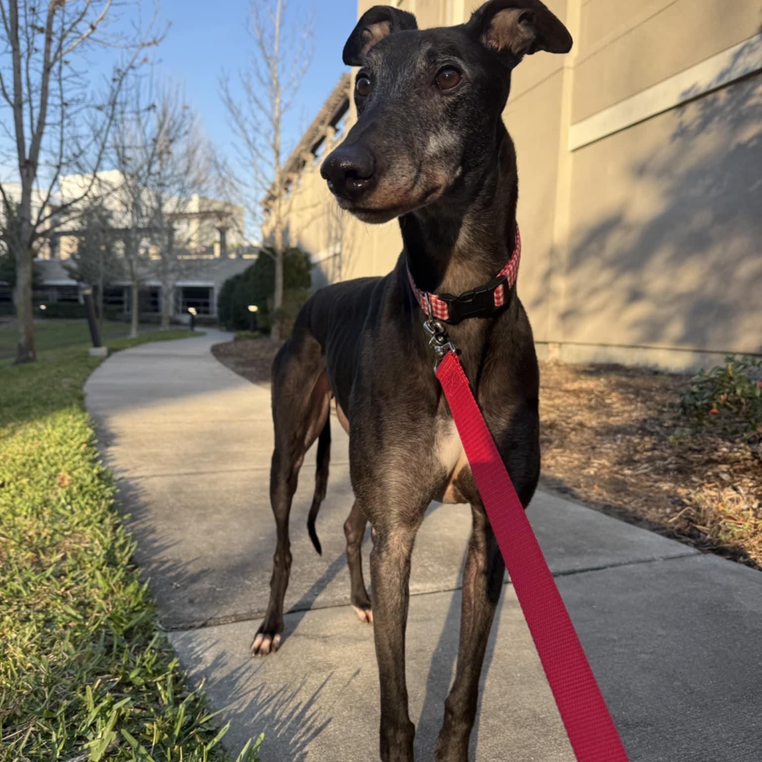 Enlarge Greenys Magic (Hunter), a ADOPTABLE Greyhound in North Port, FL image 1/4