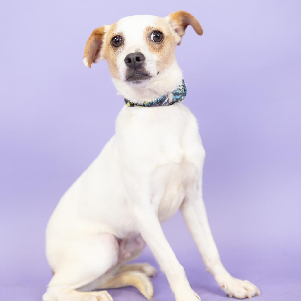 Enlarge Mikey, a Adoptable Chihuahua in Portland, OR image 1/1