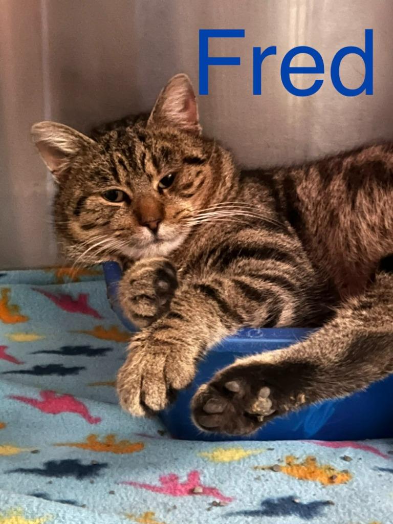 Enlarge Fred, a Adoptable mixed breed in Princeton, IN image 1/1