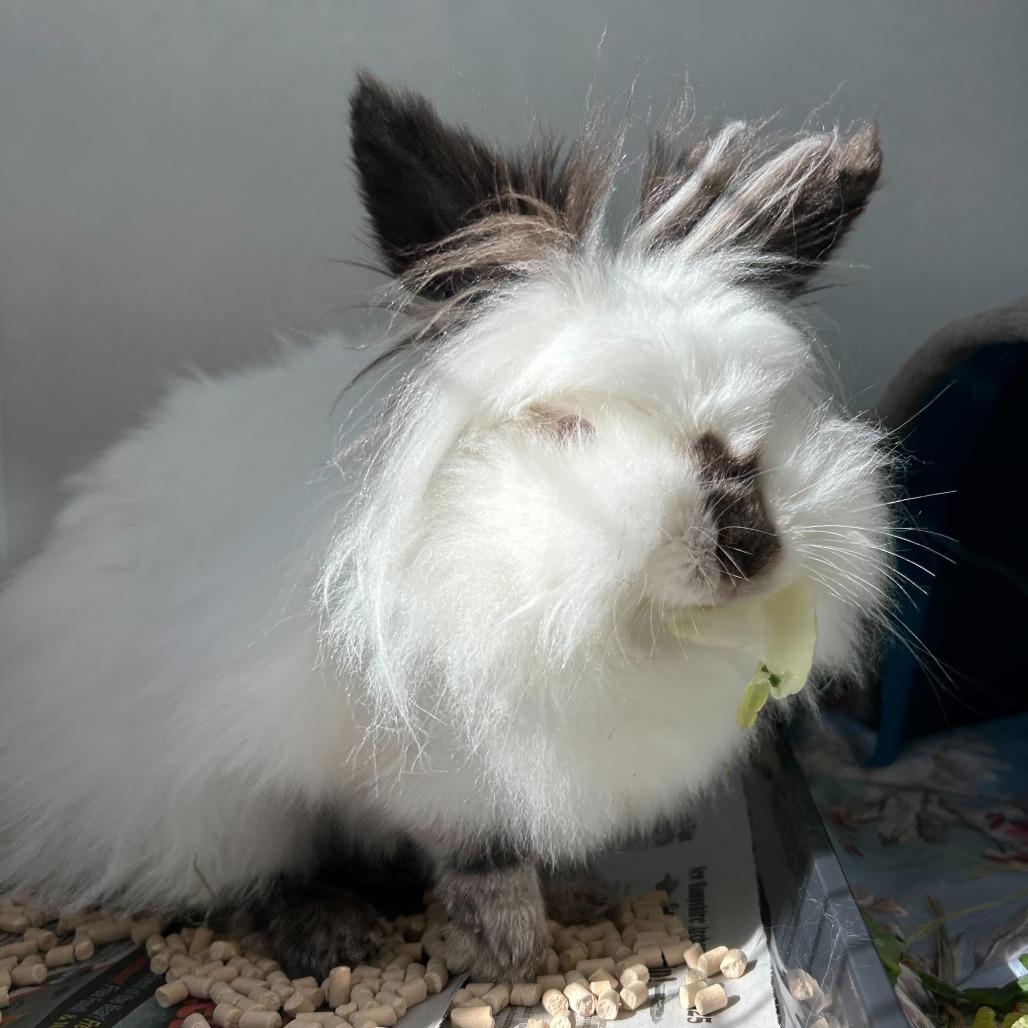 Enlarge Ms. Mayonnaise, a Adoptable Lionhead in Dover, NH image 1/2