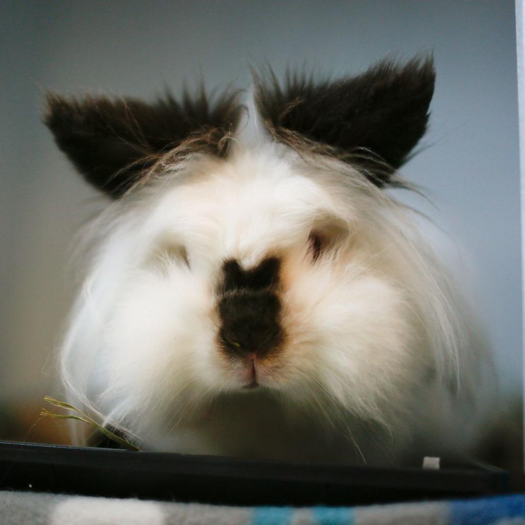 Enlarge Ms. Mayonnaise, a Adoptable Lionhead in Dover, NH image 2/2