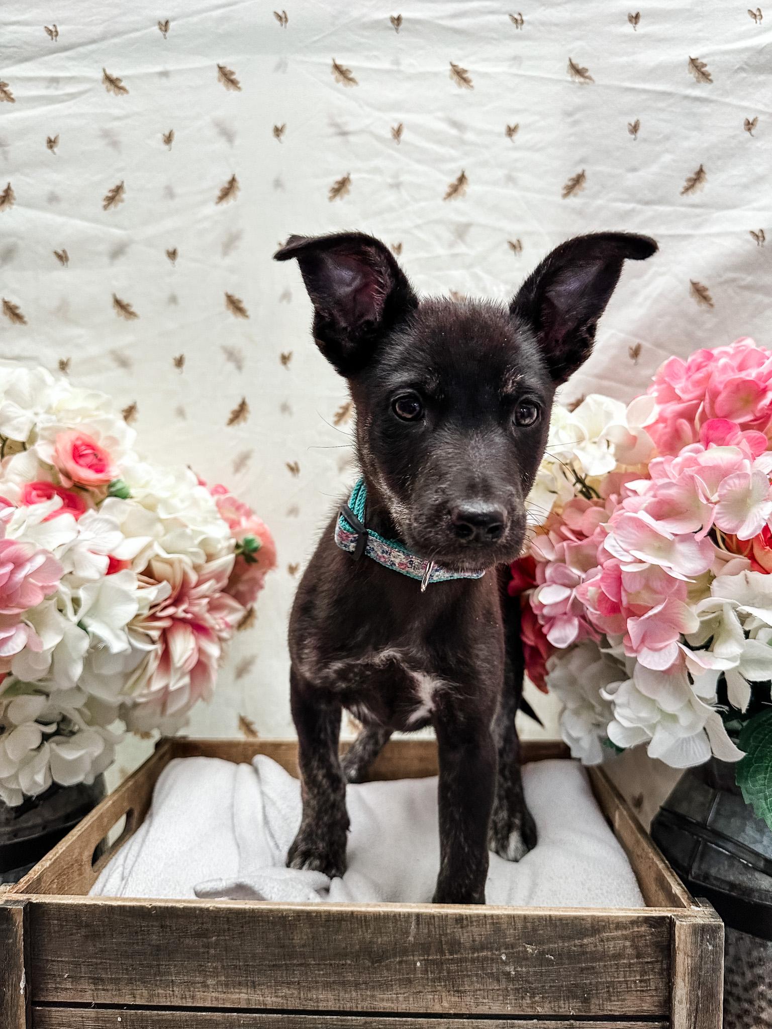 Enlarge Musgraves, a Adoptable mixed breed in Newberg, OR image 2/3