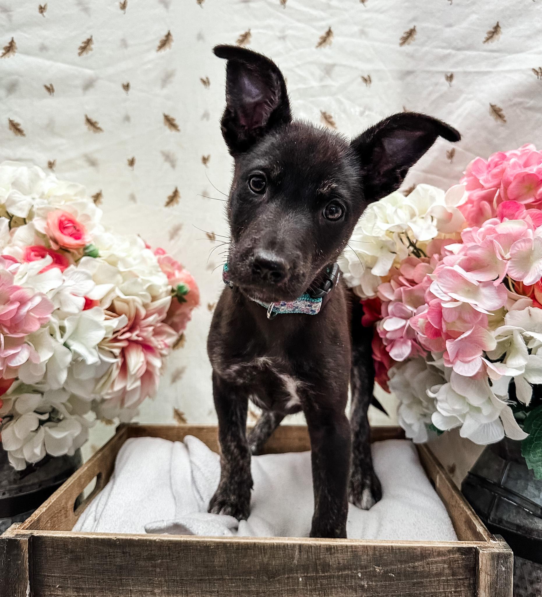 Musgraves, Adoptable, Puppy Female Australian Shepherd & Chihuahua.