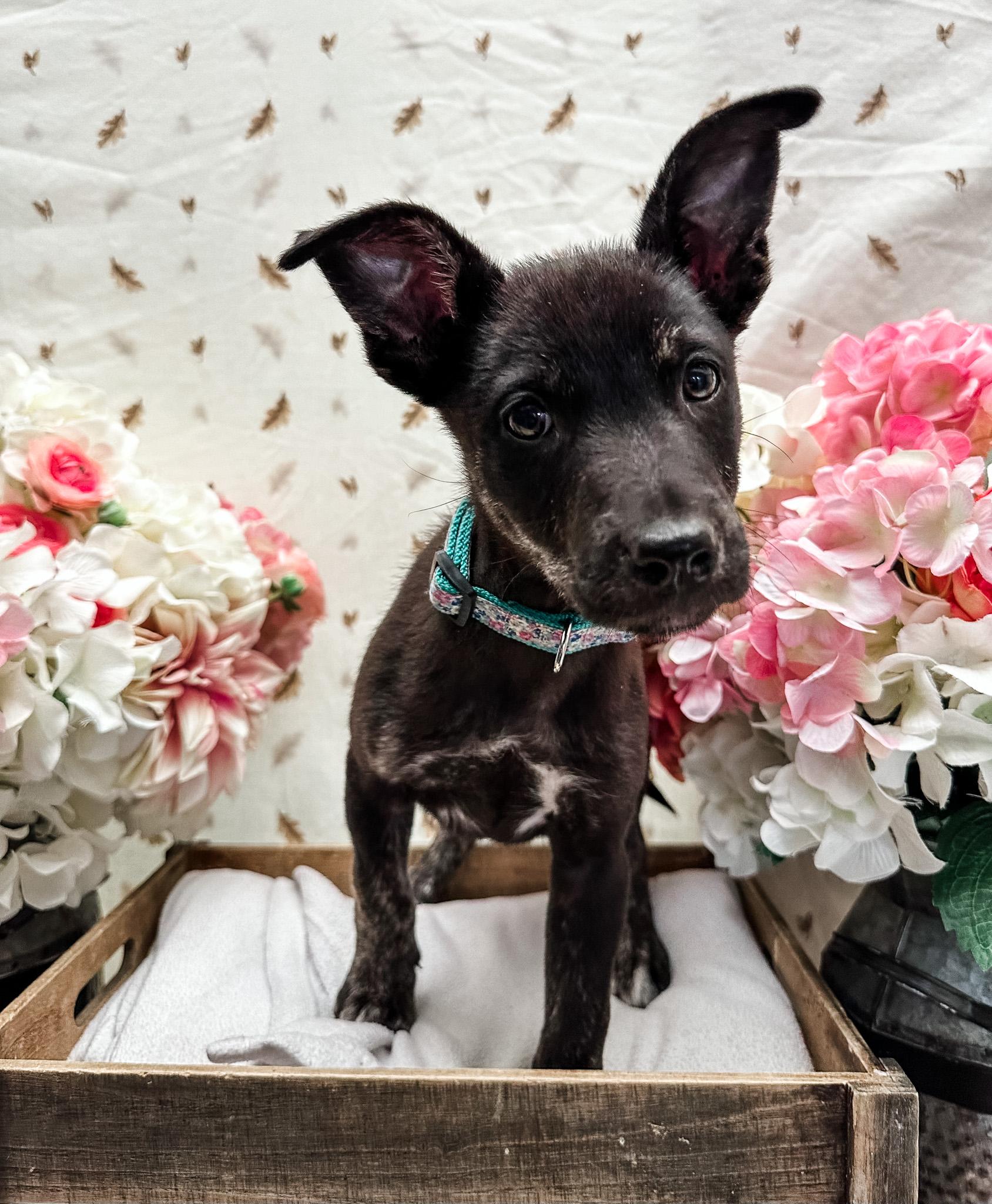 Enlarge Musgraves, a Adoptable mixed breed in Newberg, OR image 3/3