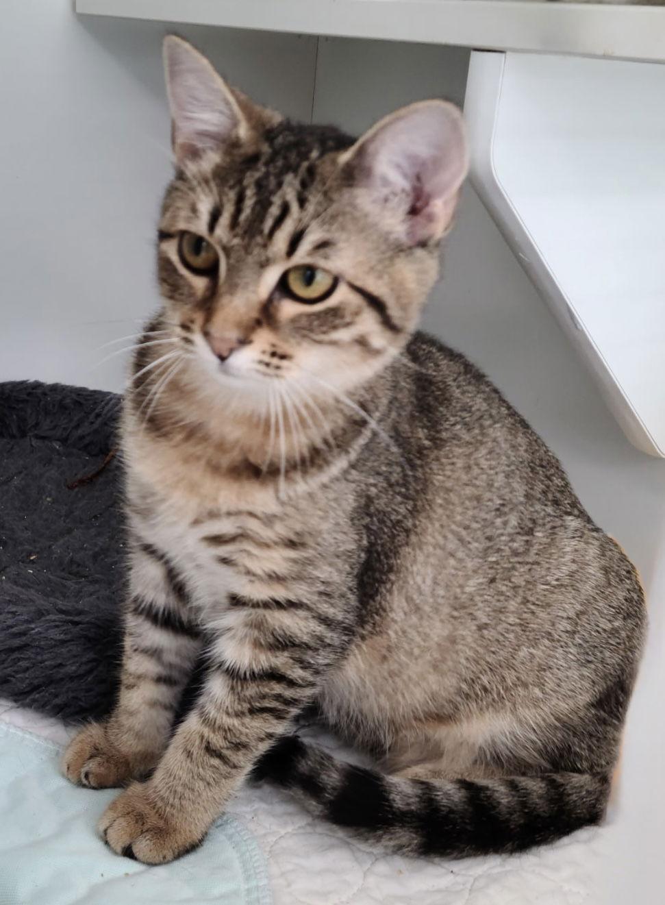 Mona Lisa, Adopted, Young Female Domestic Short Hair.