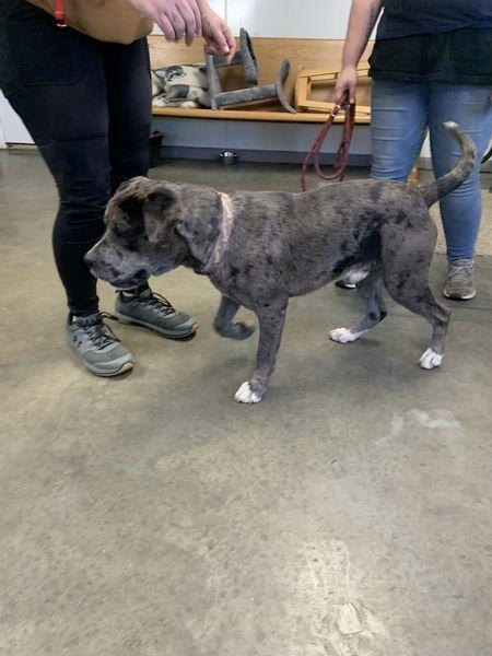 Enlarge roofus, a Adoptable mixed breed in Fairfield, IL image 1/2