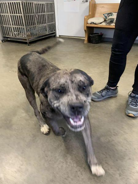 Enlarge roofus, a Adoptable mixed breed in Fairfield, IL image 2/2