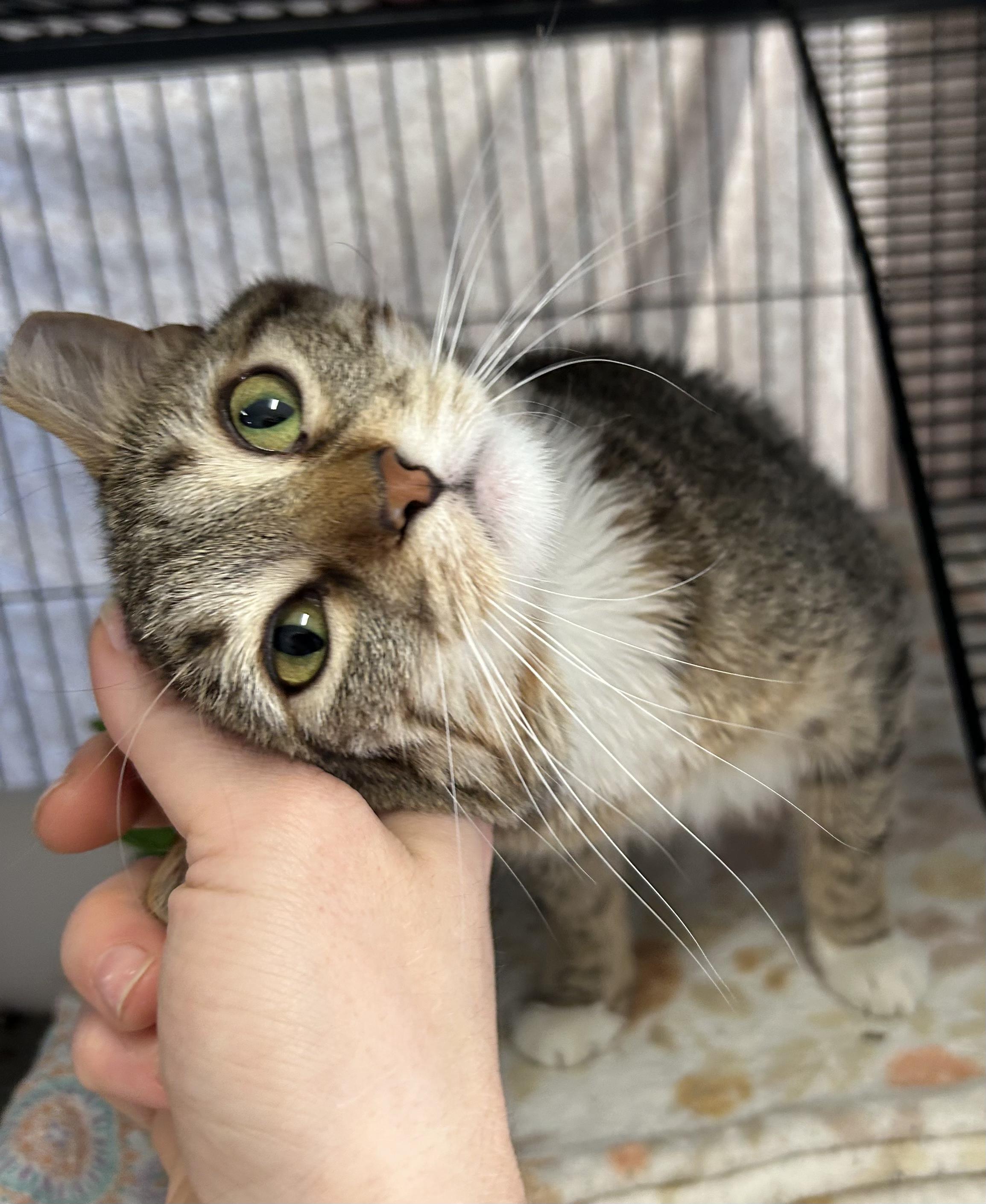 Enlarge Cola, an adoptable Domestic Short Hair in St. Louis, MO image 5/5