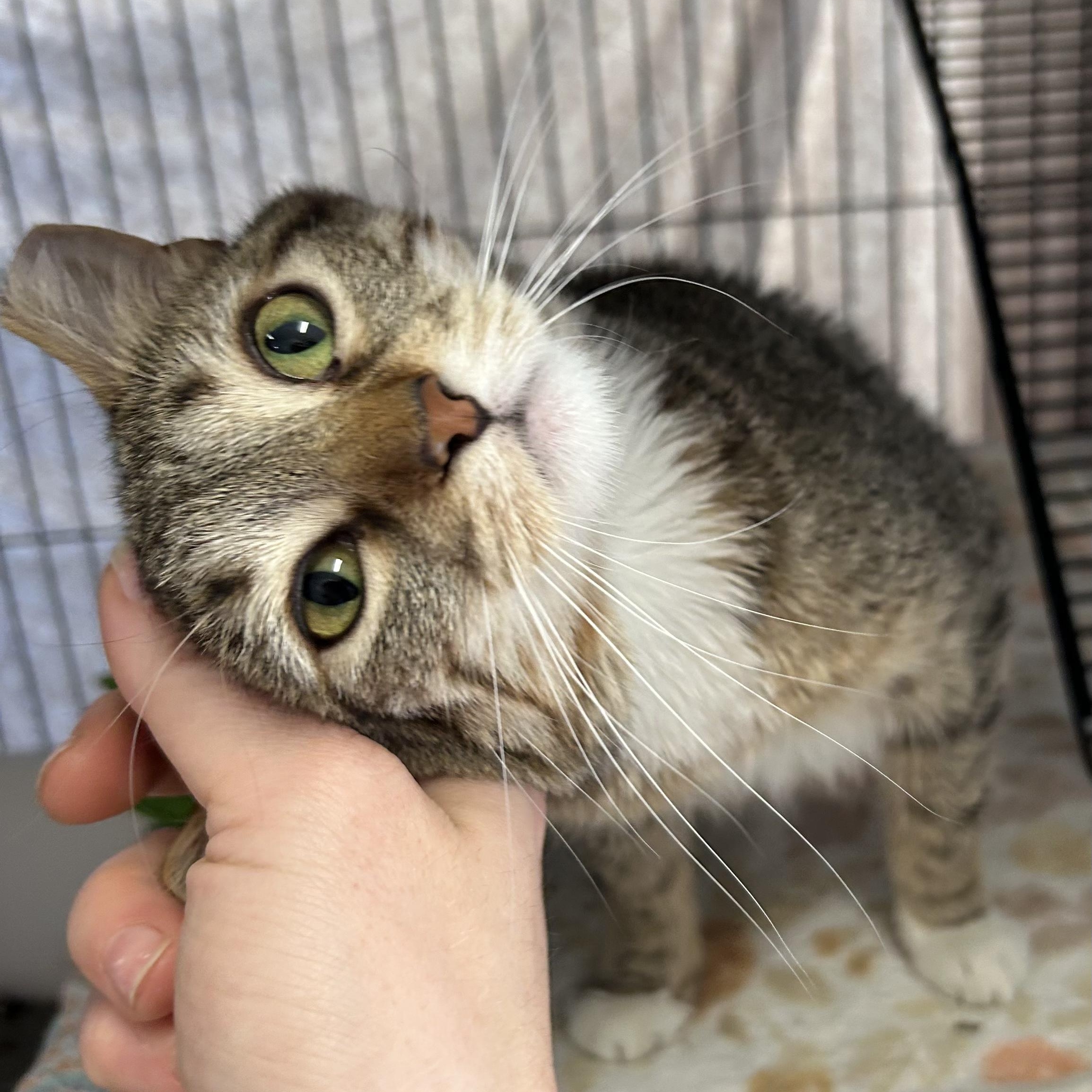 Enlarge Cola, a Adoptable Domestic Short Hair in St. Louis, MO image 1/5