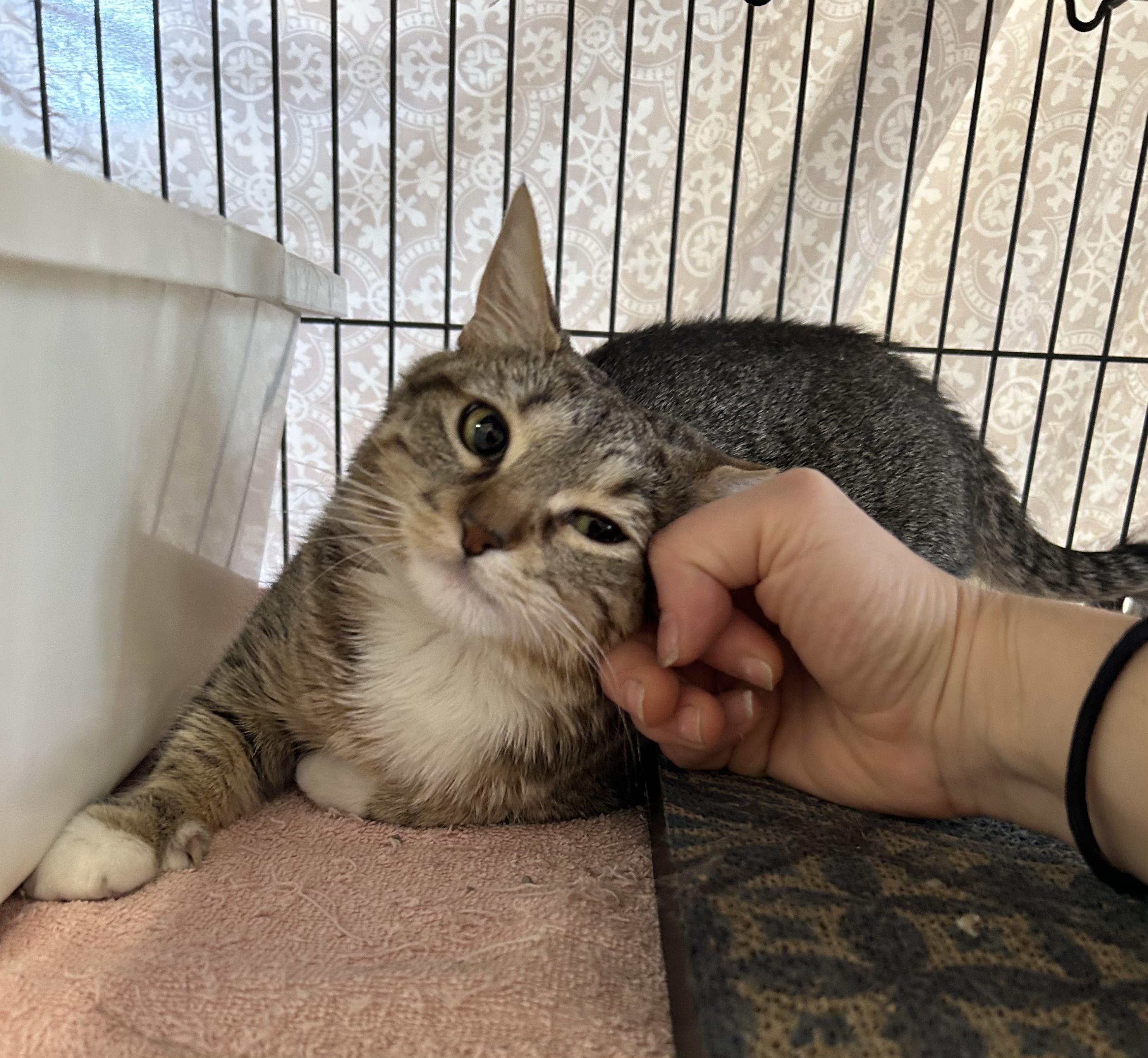 Enlarge Cola, an adoptable Domestic Short Hair in St. Louis, MO image 4/5