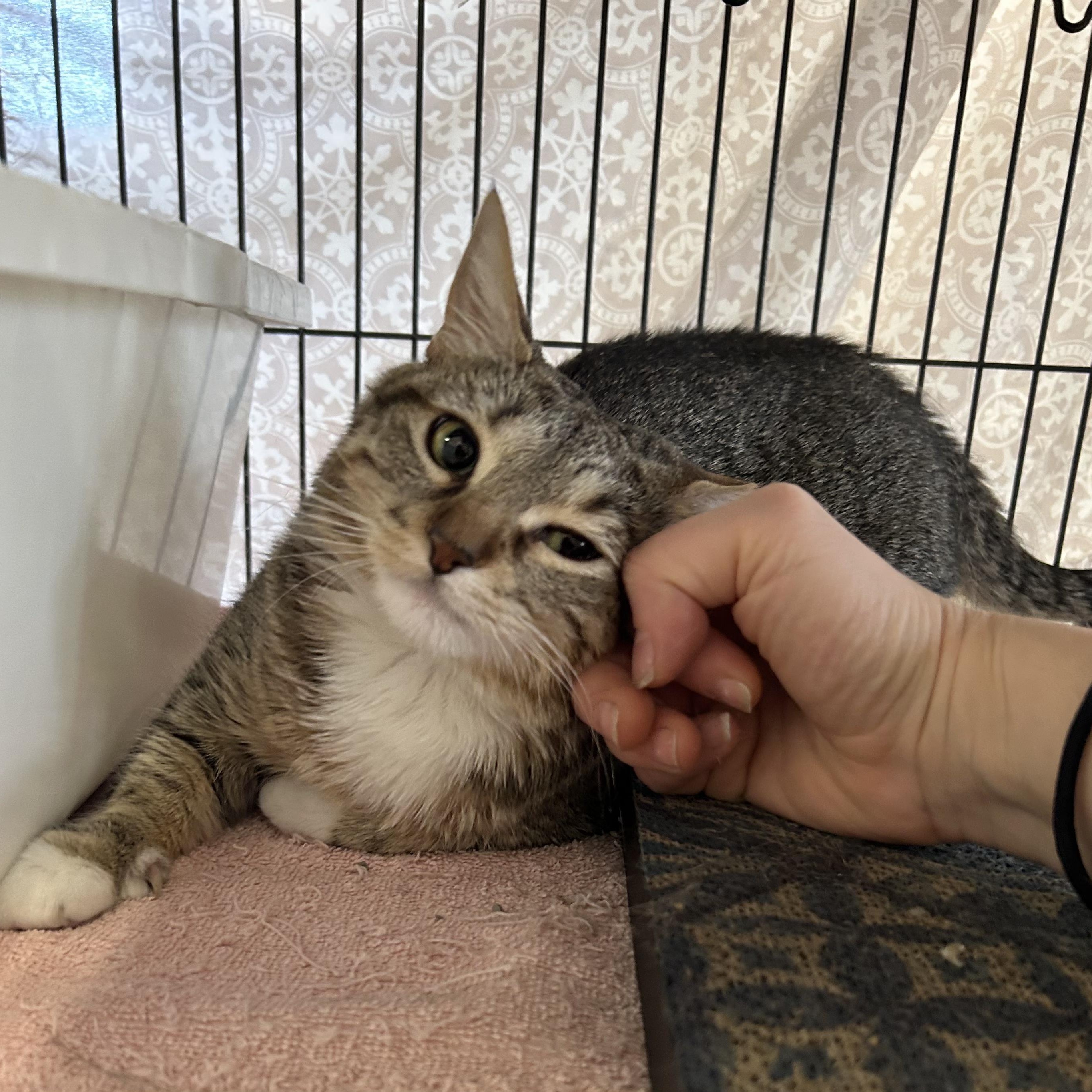 Enlarge Cola, a Adoptable Domestic Short Hair in St. Louis, MO image 5/5