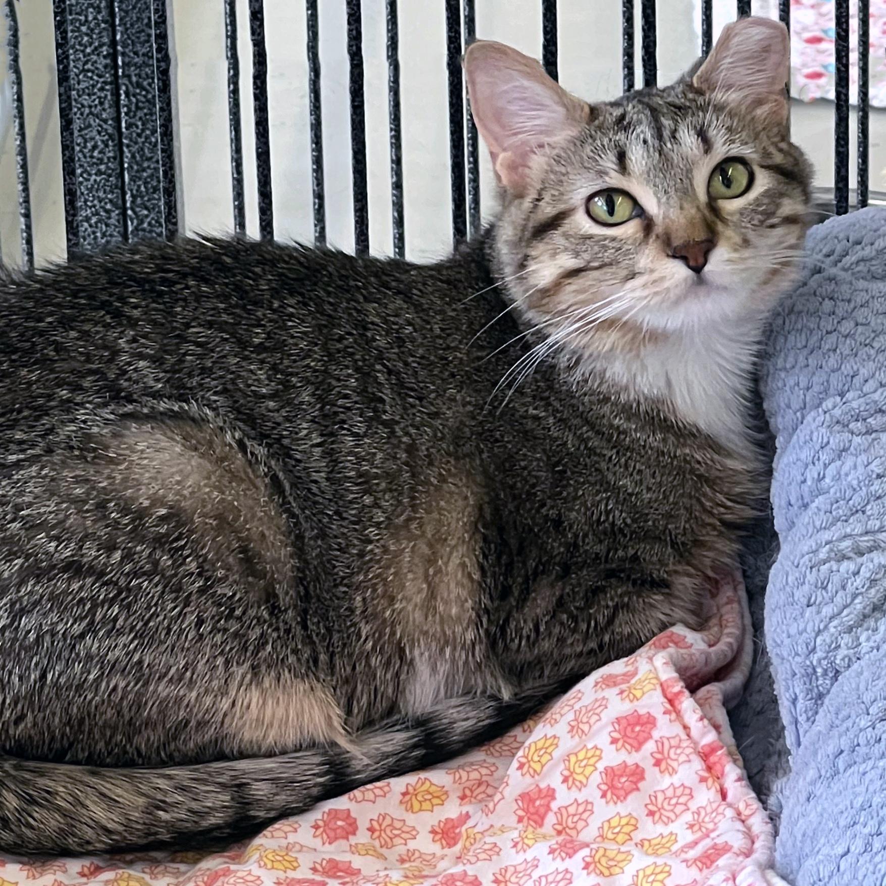 Cola, adoptable, Young Female Domestic Short Hair.