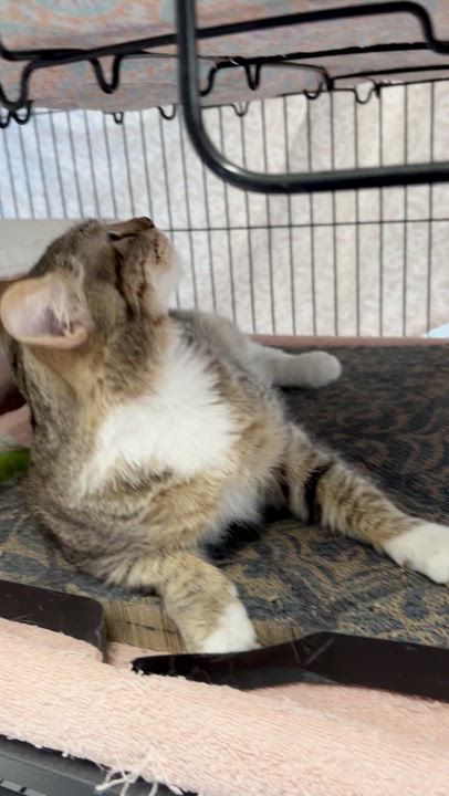 Enlarge Cola, an adoptable Domestic Short Hair in St. Louis, MO video 3/5