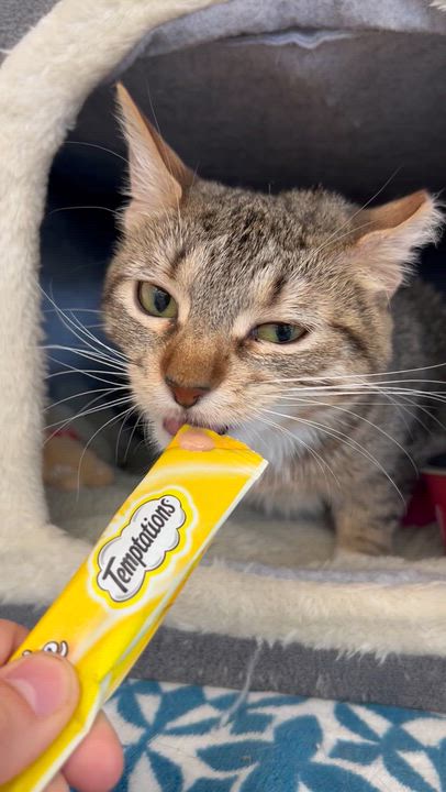Enlarge Cola, an adoptable Domestic Short Hair in St. Louis, MO video 2/2