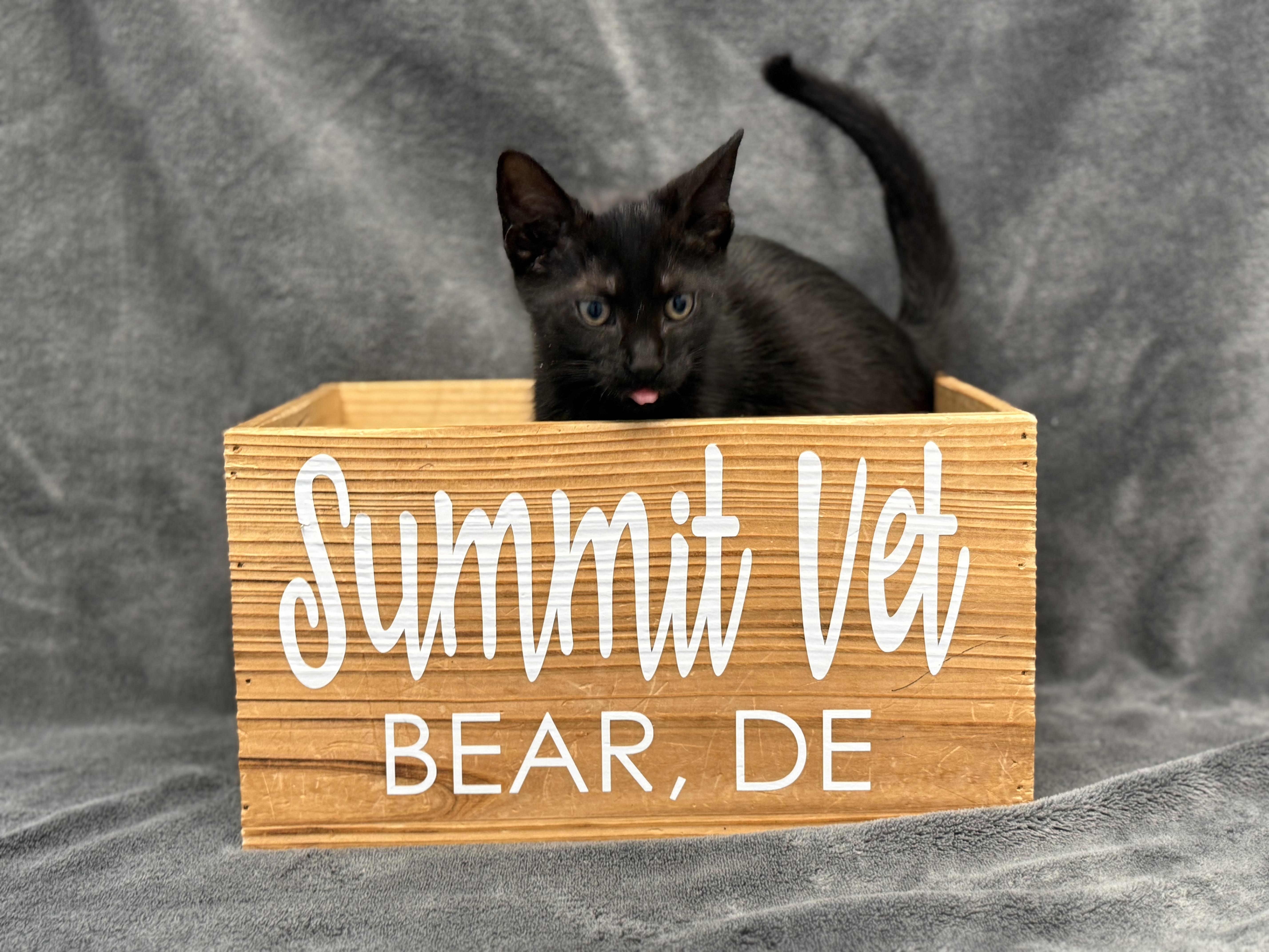 Ara, Adoptable, Kitten Female Domestic Short Hair.