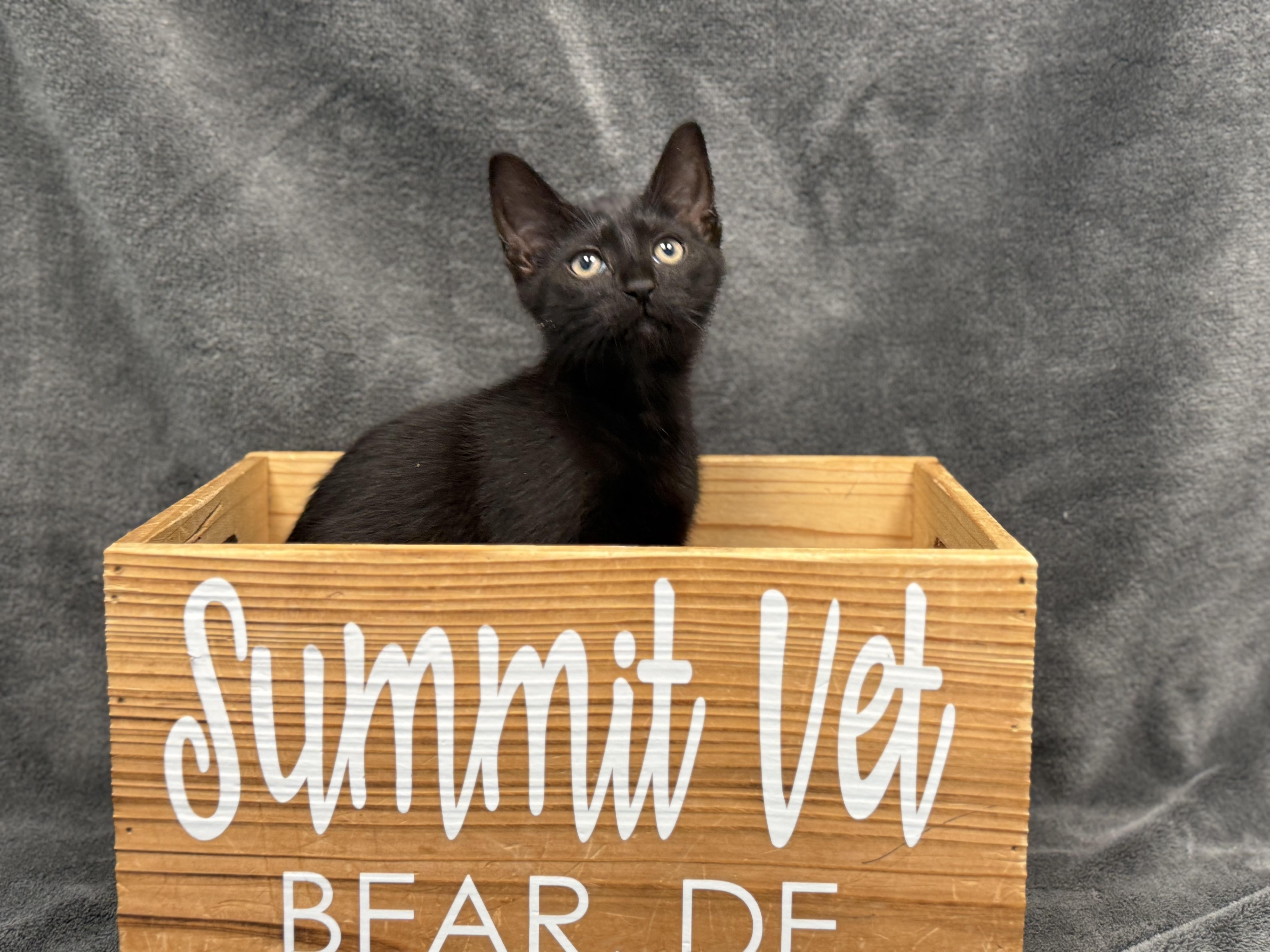 Ara, a Adoptable Domestic Short Hair in Bear, DE image 2/3