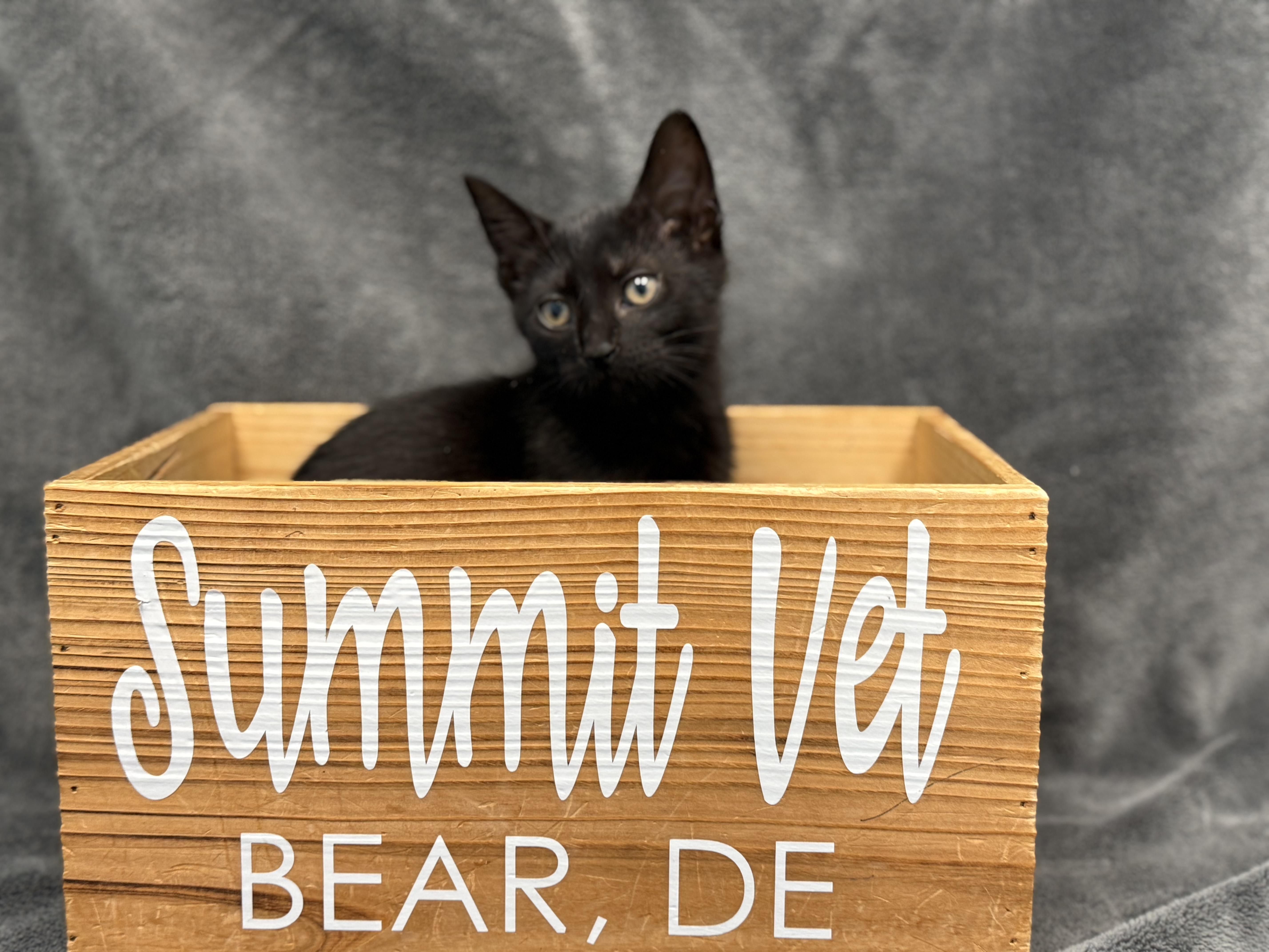 Ara, a Adoptable Domestic Short Hair in Bear, DE image 3/3