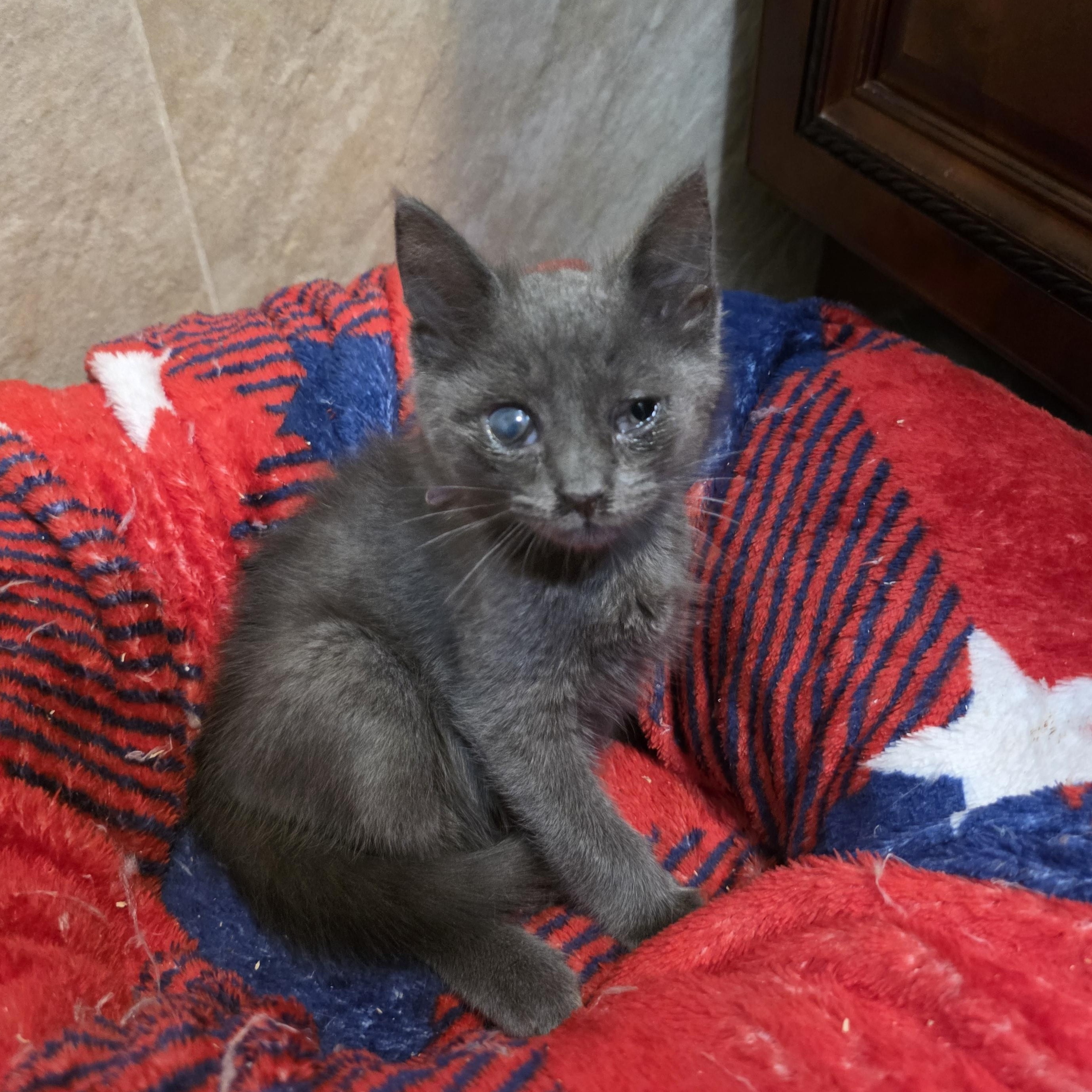 Chippy, Adoptable, Kitten Male Domestic Short Hair & Russian Blue.