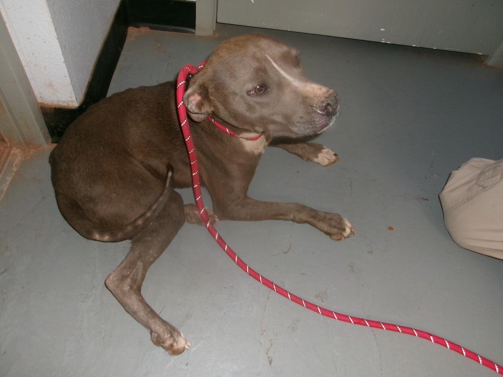 Enlarge Paco, a Adoptable Pit Bull Terrier in Winslow, AZ image 1/1