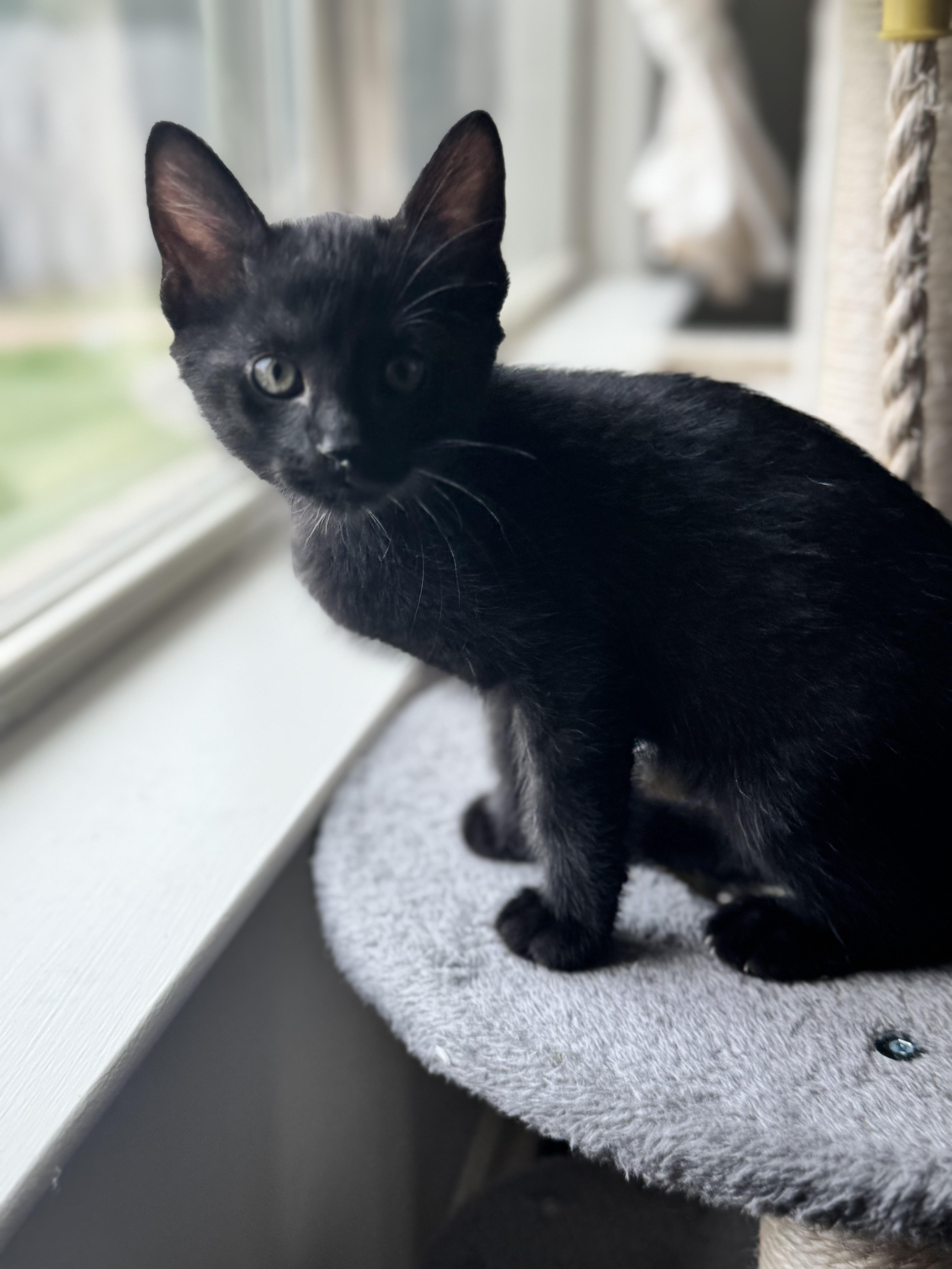 Enlarge Italian, an adopted Domestic Short Hair in Worcester, MA image 2/3