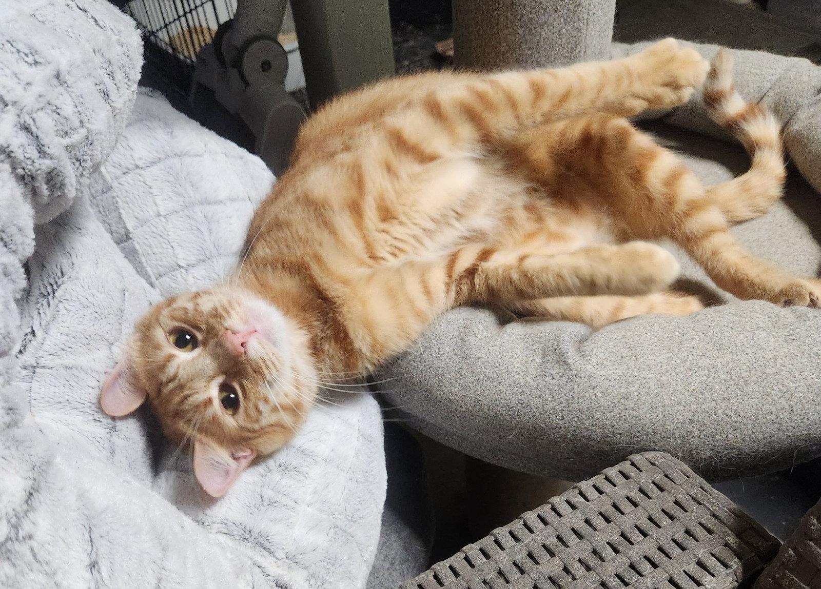 Titus, Adoptable, Adult Male Domestic Short Hair.