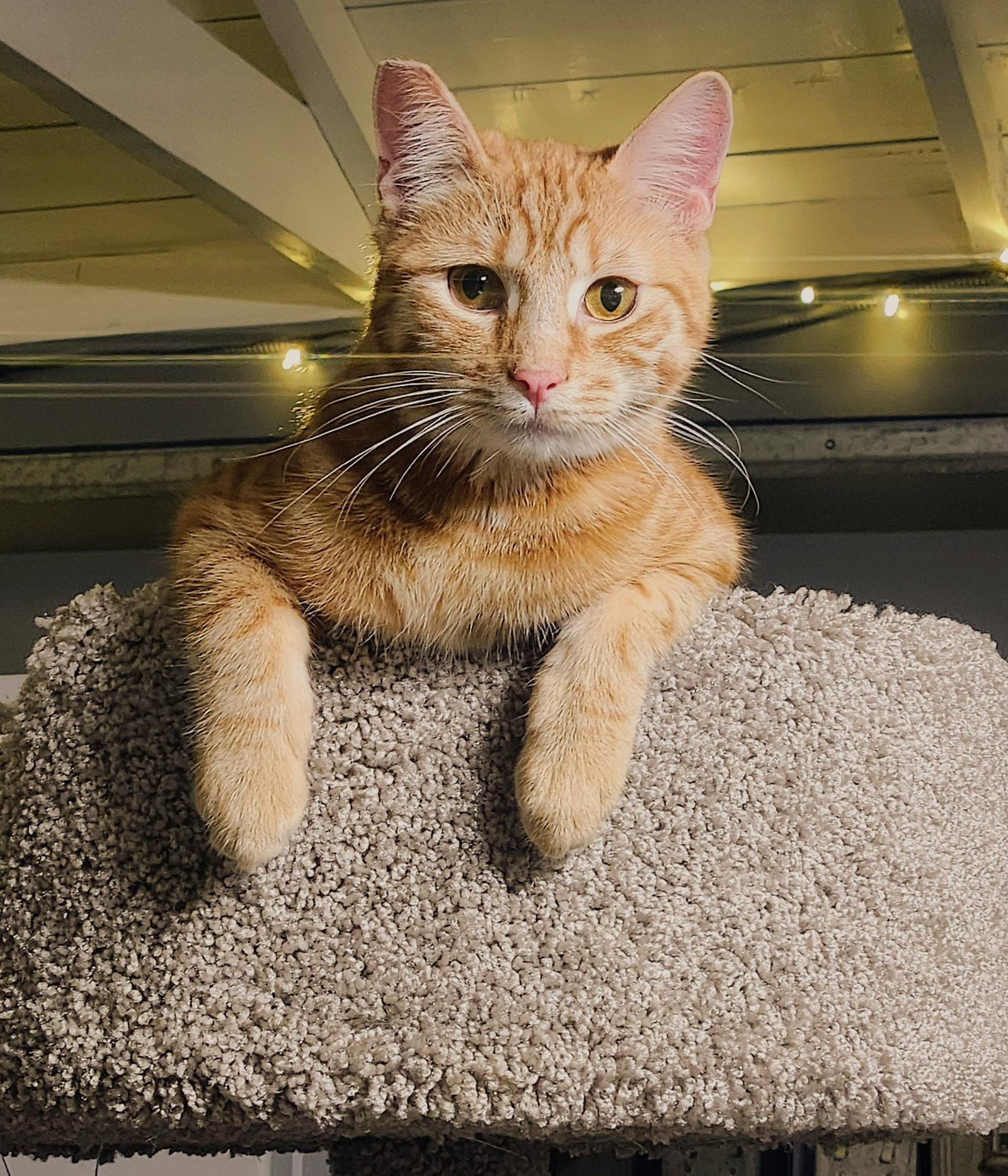 Titus, a Adoptable Domestic Short Hair in Monrovia, CA image 3/3