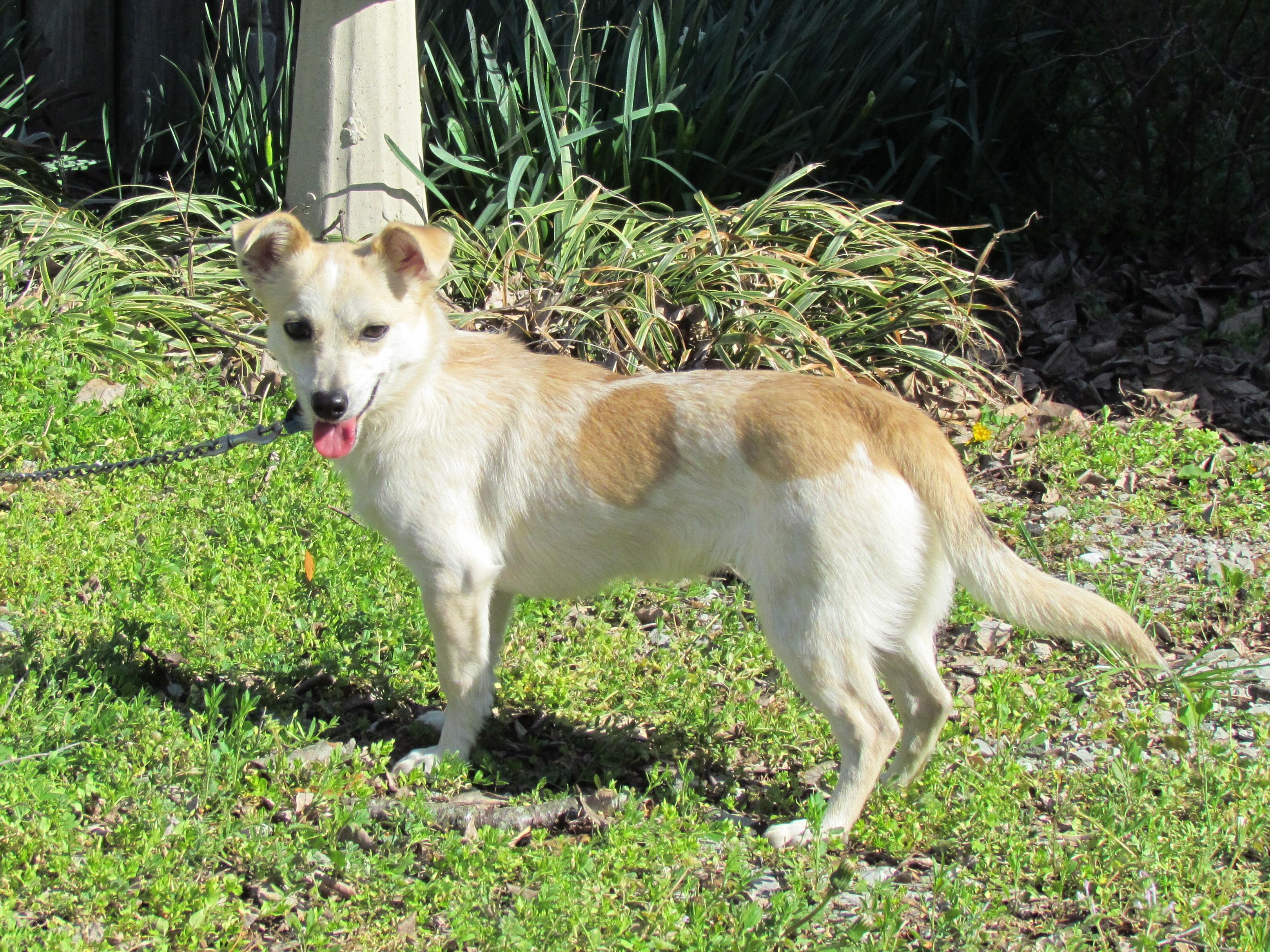 Enlarge HOWIE, a Adoptable mixed breed in Southington, CT image 3/6