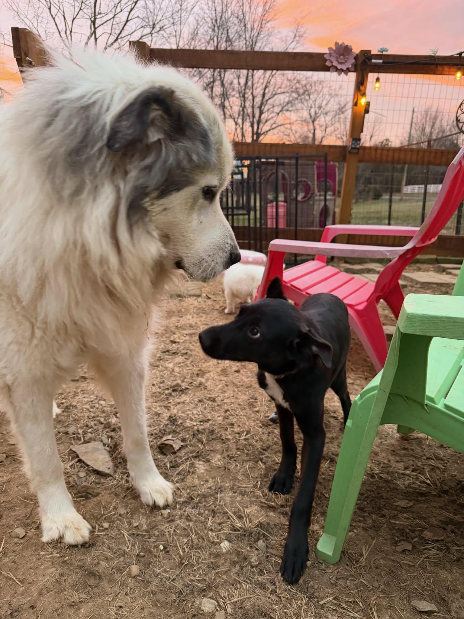 Enlarge Twilight, a ADOPTABLE mixed breed in Hilham, TN image 5/5