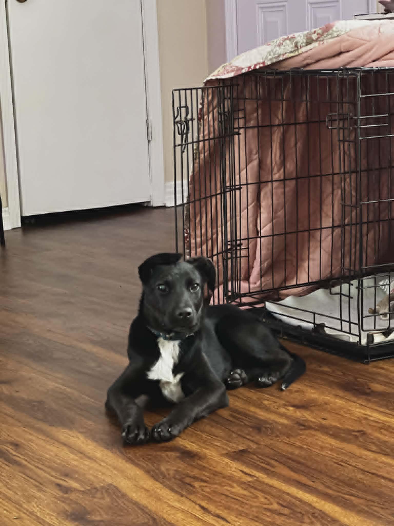 Twilight, ADOPTABLE, Young Female Labrador Retriever & Australian Cattle Dog / Blue Heeler.