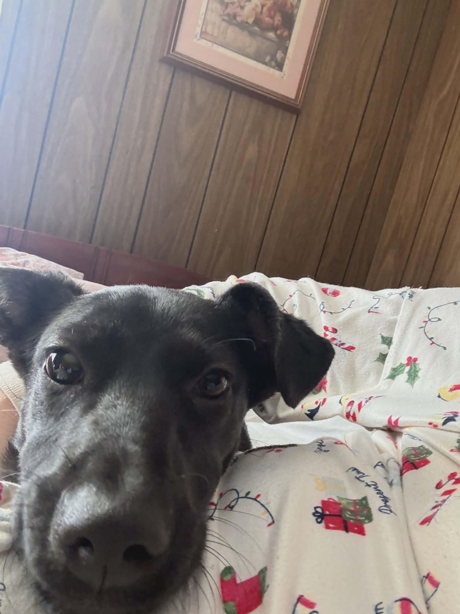 Enlarge Twilight, a ADOPTABLE mixed breed in Hilham, TN image 2/5