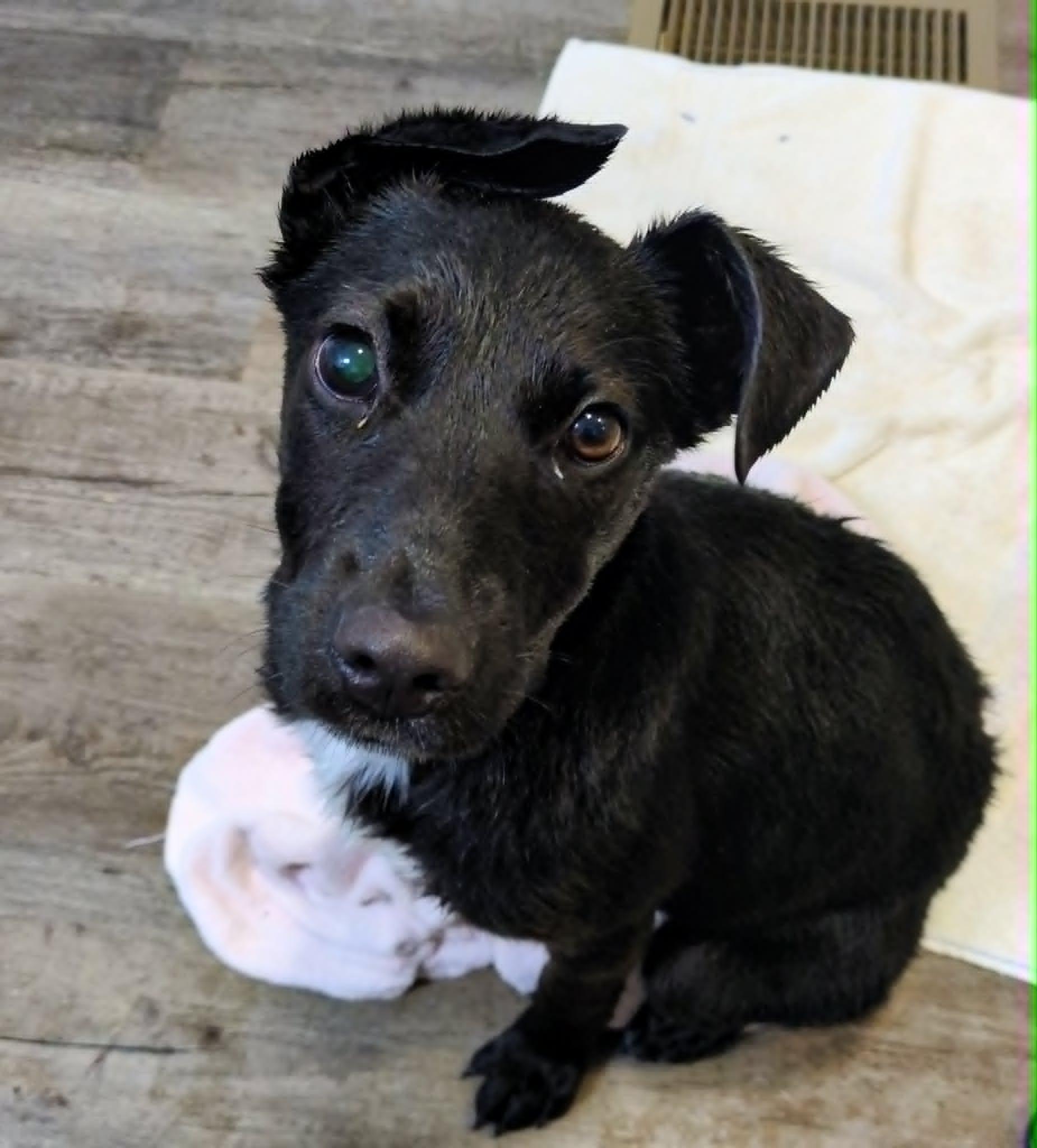 Enlarge Twilight, a ADOPTABLE mixed breed in Hilham, TN image 2/3