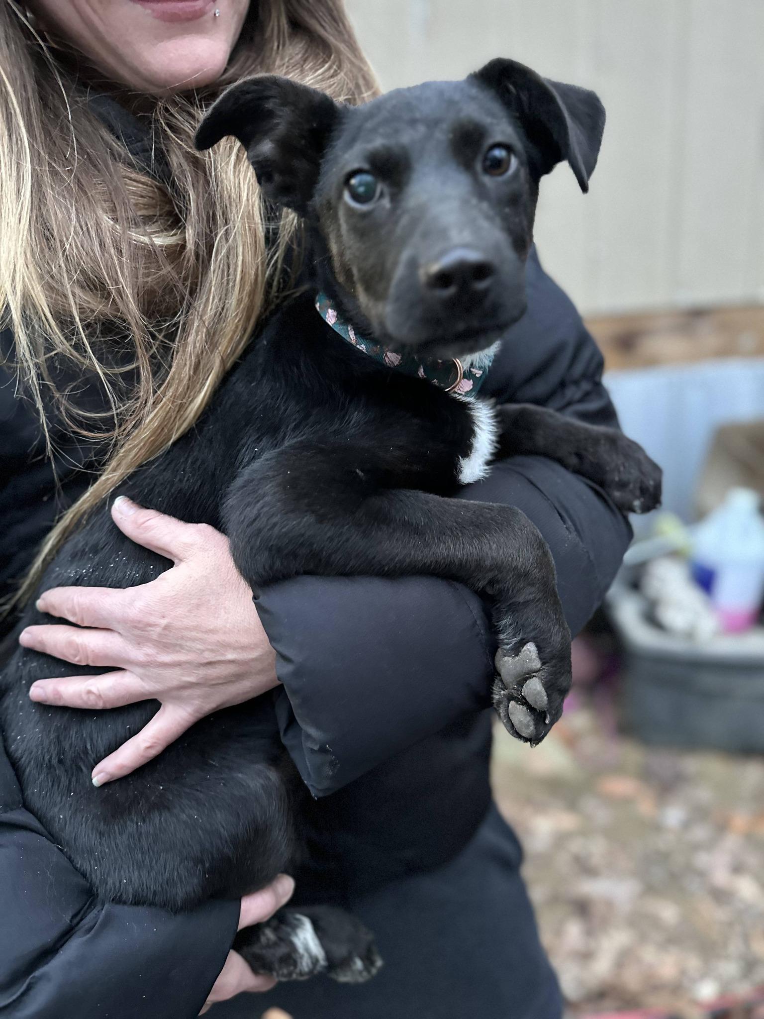 Enlarge Twilight, a ADOPTABLE mixed breed in Hilham, TN image 3/3