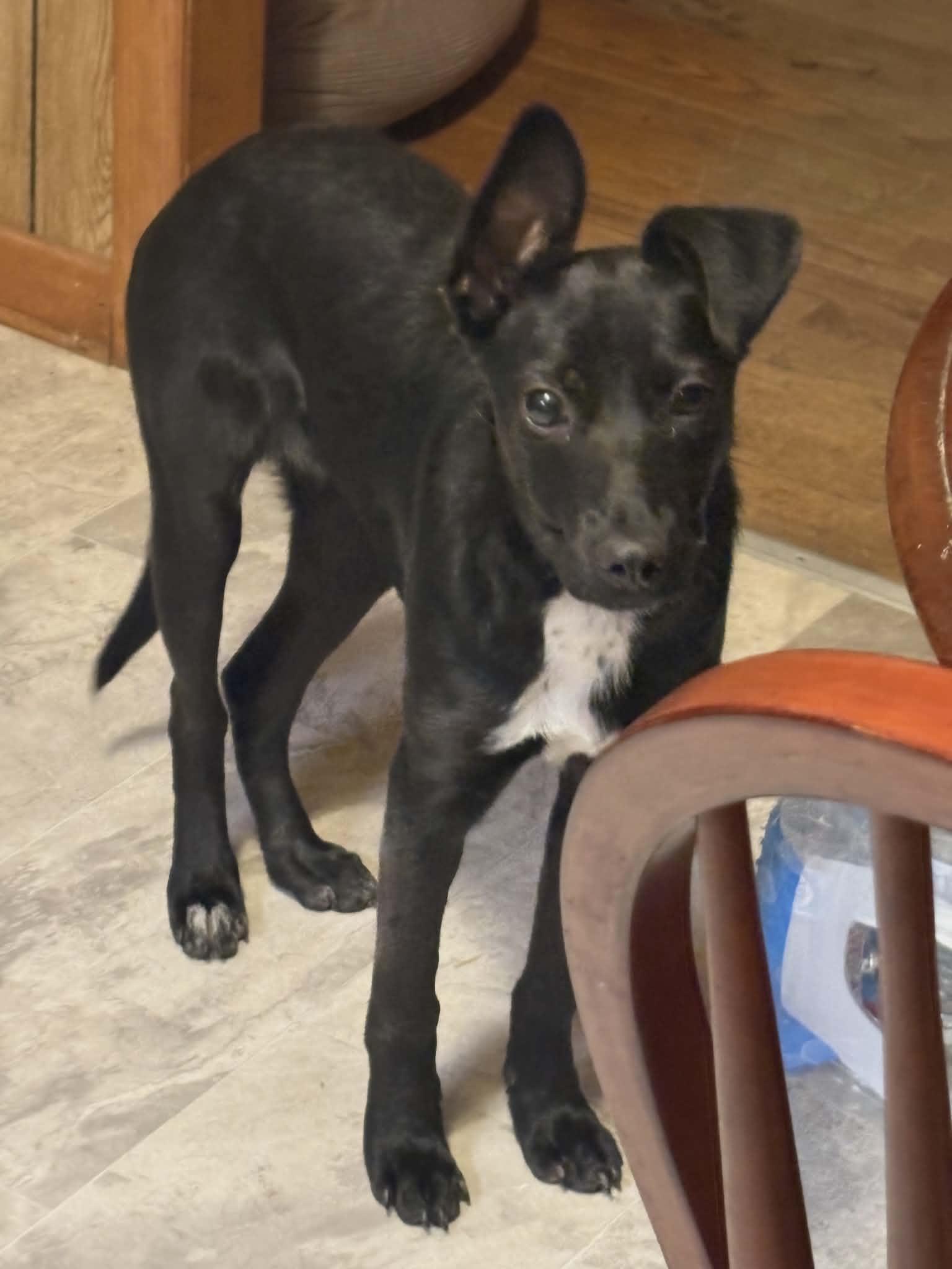 Twilight, ADOPTABLE, Puppy Female Labrador Retriever & Australian Cattle Dog / Blue Heeler.