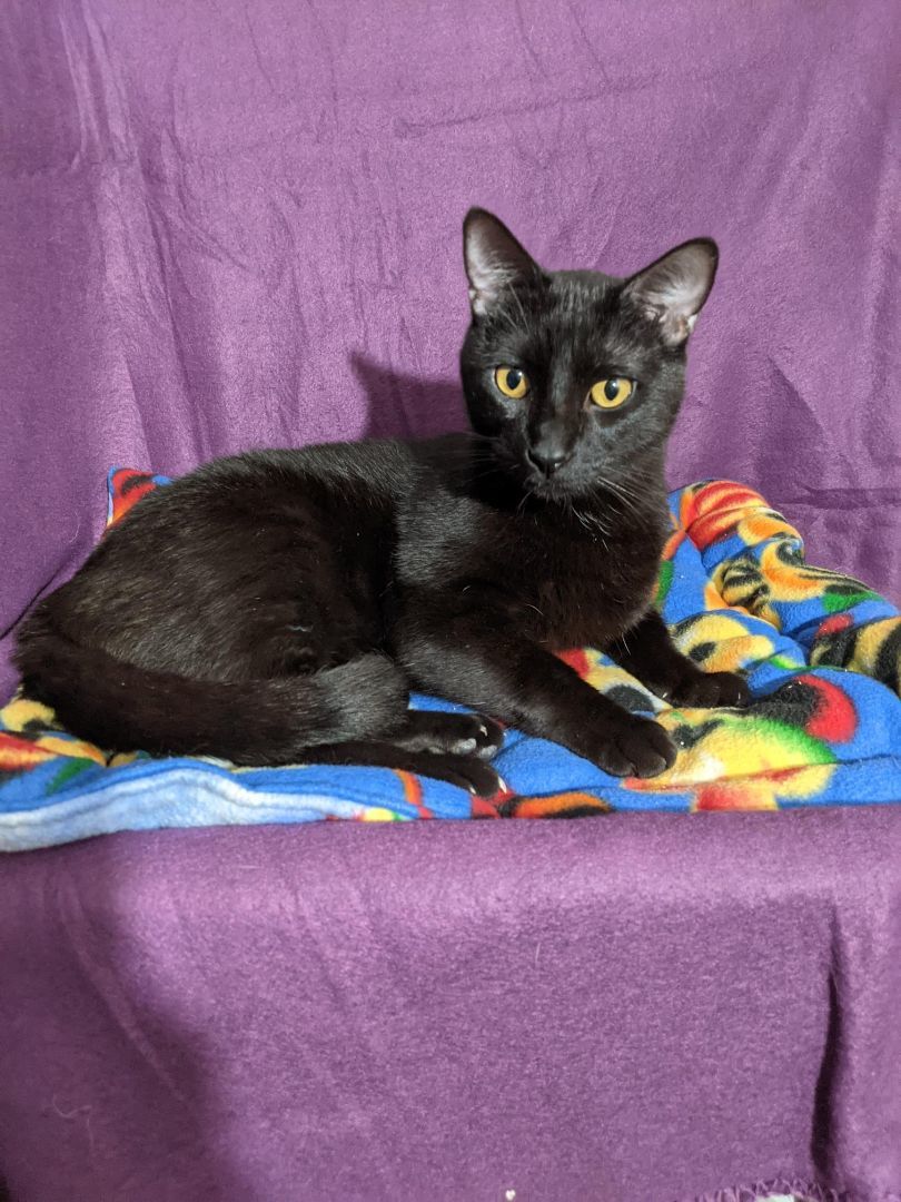 Herman, Adoptable, Adult Male Domestic Short Hair.