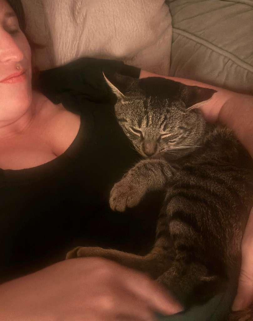 Enlarge Mowgli, a ADOPTABLE Domestic Short Hair in Miami Beach, FL image 5/6