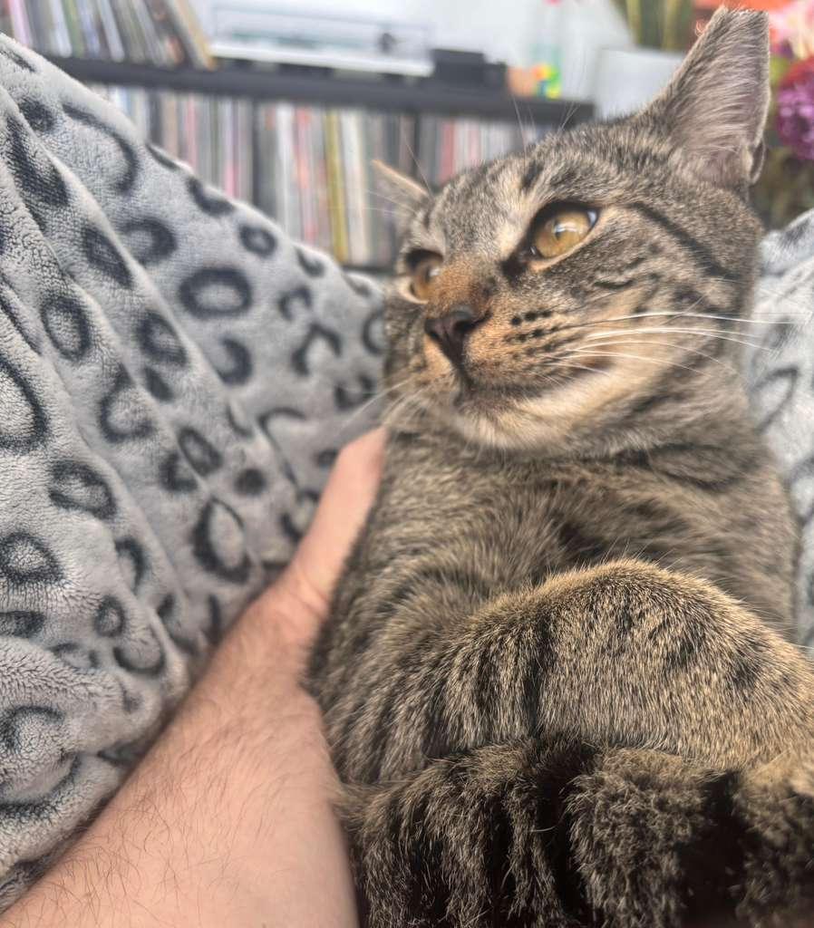 Enlarge Mowgli, a ADOPTABLE Domestic Short Hair in Miami Beach, FL image 3/6