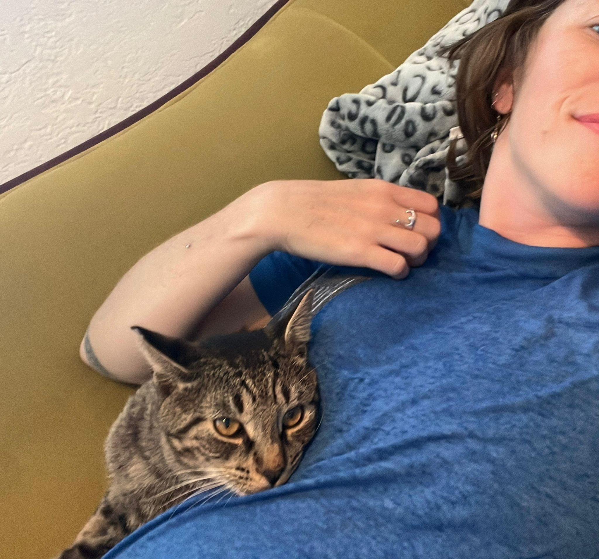 Enlarge Mowgli, a ADOPTABLE Domestic Short Hair in Miami Beach, FL image 4/6