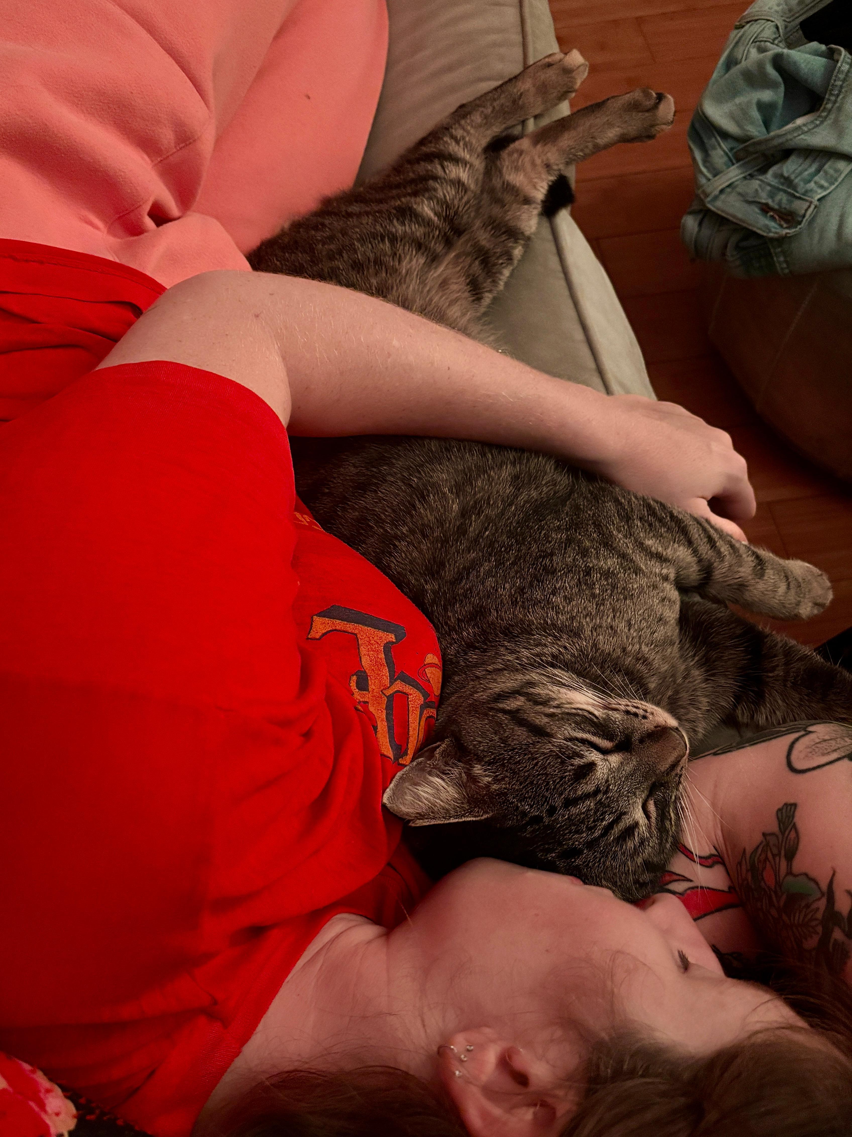 Enlarge Mowgli, a ADOPTABLE Domestic Short Hair in Miami Beach, FL image 1/6