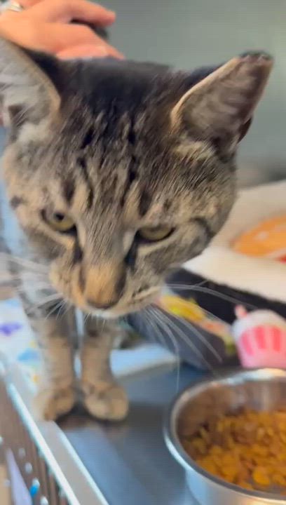 Enlarge Mowgli, a ADOPTABLE Domestic Short Hair in Miami Beach, FL video 6/6
