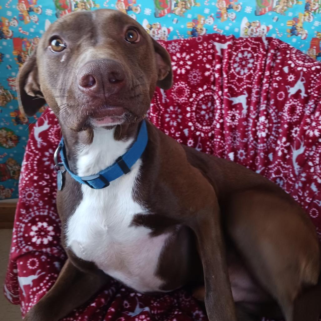 Jeff, Adoptable, Young Male Mixed Breed.