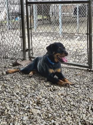 Ozzy, adoptable, Adult Male Rottweiler.