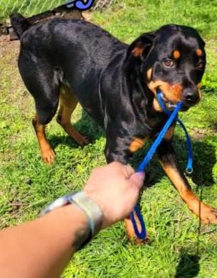 Enlarge Ozzy, an adopted Rottweiler in Plano, TX image 2/6