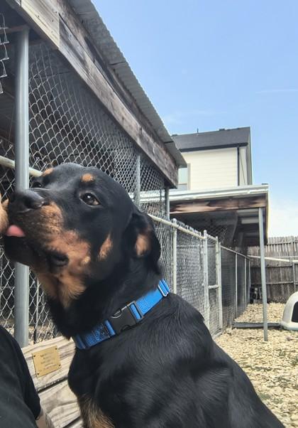 Enlarge Ozzy, an adopted Rottweiler in Plano, TX image 3/6