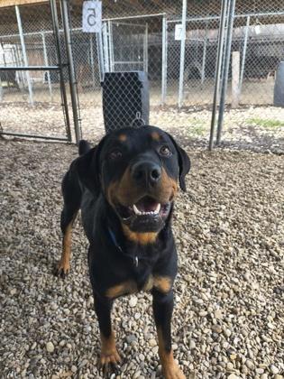Enlarge Ozzy, an adopted Rottweiler in Plano, TX image 4/6