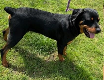 Enlarge Ozzy, an adopted Rottweiler in Plano, TX image 5/6