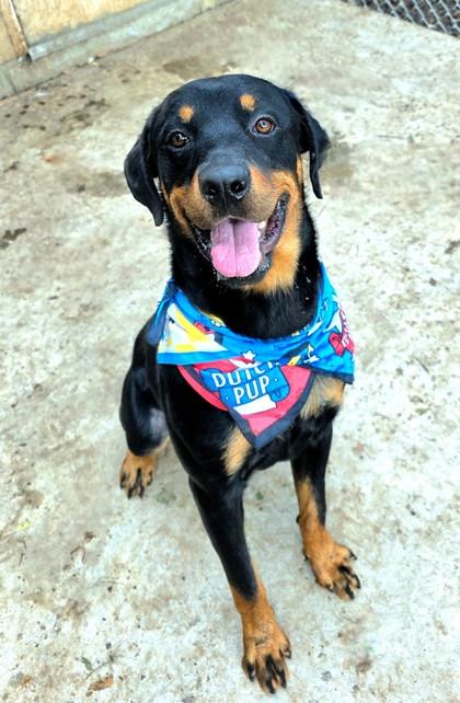 Enlarge Ozzy, an adopted Rottweiler in Plano, TX image 6/6